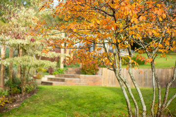 Autumn colour on Amelanchier leaves