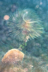 Fototapeta na wymiar Spirografo, Spiral fan worm, Fächer-Röhrenwurm Mittelmeer (Sabella spallanzani). Alghero. Capo Caccia. Sardegna, Sardinia. Italy