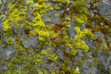 Vibrant green and burnt orange moss on a large rock as a nature background

