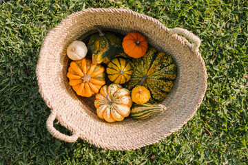 Pumpkins inside a basket