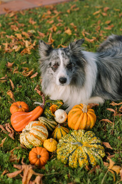 Dog lying on the grass with pumpkins