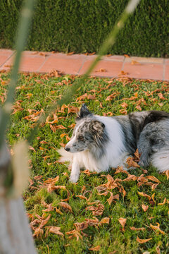Dog in a backyard