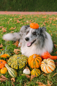 Funny dog with pumpkins