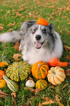 Funny dog with a pumpkin on his head