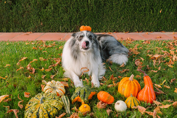 A dog is playing with pumpkins