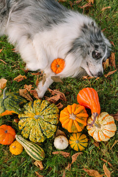 A dog playing with pumpkins in a garden