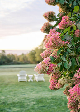 Close up of pink oak leaf hydrangeas