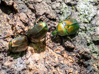 樹液に集まるカナブン