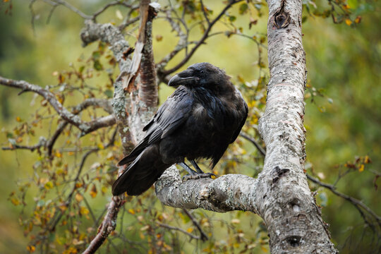 Common Raven