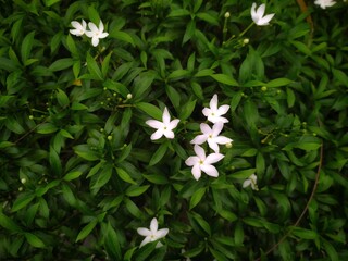 The background of a cluster of green leaves with white blotches on them