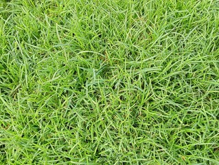 green grass background