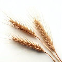 Three wheat spikelets
