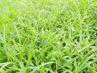 green grass background