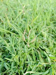view of the green grass of the field. 