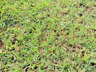 green grass background