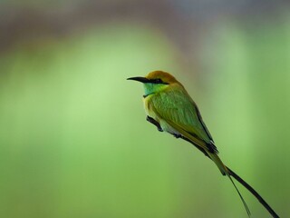 bee eater perched on branch
