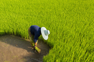 Asian woman rice farmer working and kick off the ground at green rice field in rainy season.Thai farmer soaked with water and mud to be prepared for planting.High speed shutter stop water drops.
