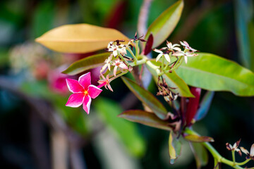 Beautiful pink gelutong (Dyera costulata) flowers on a tree. Dyera costulata or jelutong is a type of tree in the oleander subfamily. Grows in Malaysia, Borneo, Sumatra and southern Thailand, border f