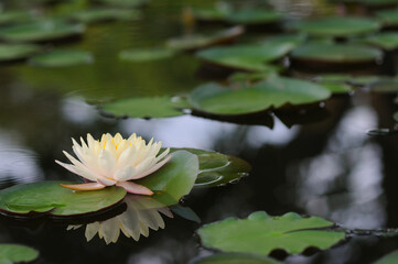 A White Water Lily and Lily Pads
