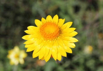 Close up of a yellow strawflower on a plant in a garden