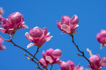 Spring floral background. Beautiful light pink magnolia flowers on blue sky background. Blossom magnolia flower.
