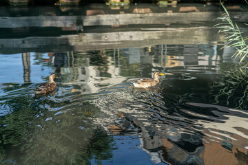 A brown duck swimming on the river
