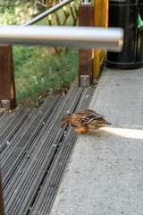 A single brown duck walking towards a river