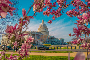 Plakaty  Capitol building near spring blossom magnolia tree. US National Capitol in Washington, DC. American landmark. Photo of of Capitol Hill spring.