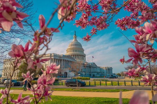 Fototapeta Capitol building near spring blossom magnolia tree. US National Capitol in Washington, DC. American landmark. Photo of of Capitol Hill spring.