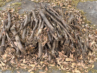 dry branch of a tree in the forest