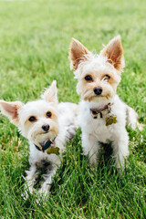 two white Yorkshire terriers in the grass 