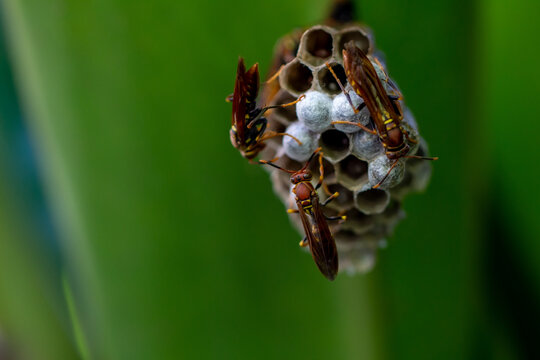  Vespa, marimbondo ou cabat&atilde;o