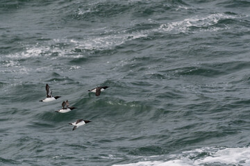 Common Murres flying low over the ocean at Bodega Head
