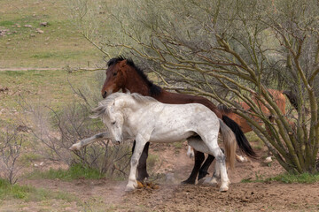 White horse wild stallion striking out while fighting another stallion in the Salt River wild horse management area near Scottsdale Arizona United States