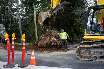 Large stump removal as part of road paving project, large excavator with jawbone bucket and...