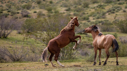 Arizona desert wild horse stallions striking while fighting in the Salt River area near Mesa...