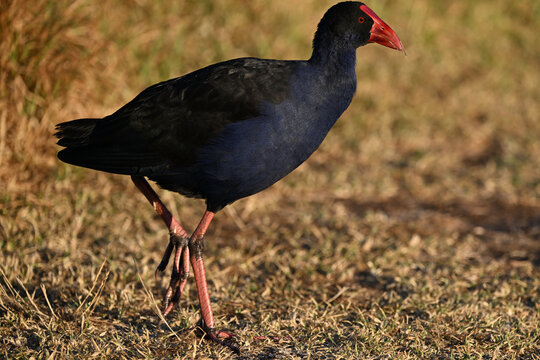 Side view of a purple swamphen, or Pukeko, walking in an area covered with dry grass, as a bit of grass rests atop the bird's bill, at sunrise