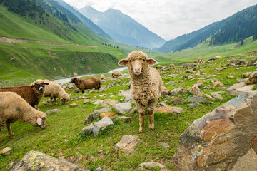 Herd of goats in the Warwan Valley, Kashmir, India