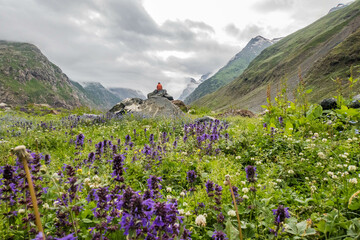 Wildflowers in the beautiful Warwan Valley, Pir Panjal Range, Kashmir, India
