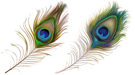 Obraz premium beautiful peacock plume png in set of two