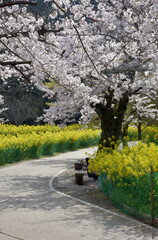 琵琶湖疏水　菜の花と桜　京都市山科区