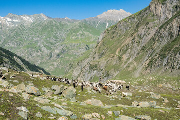 Herd of goats in the Warwan Valley, Kashmir, India