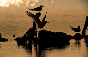 Silhouette of Common Tern Sterna hirundo perched on a series of poles in the Stintino salt pan...