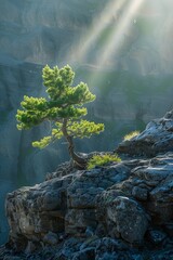 lone tree rocky cliff sunbeam earth dolomites young still entertainment bonsai breathtaking pines symbol corners - obrazy, fototapety, plakaty
