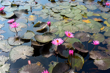 Beautiful pink lotus flower or water lily blooms in the pond