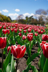 Red Tulips in focus with blurred background at the Ottawa Tulip Festival in Commissioners Park, Ottawa,Canada
