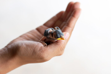 newborn chick on the palm of a person on a white background
