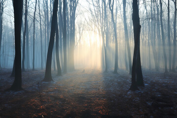 forest in fog.