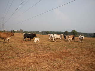 A herd of cows are walking across a field