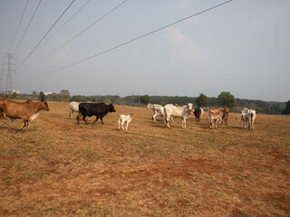 A herd of cows are walking across a field